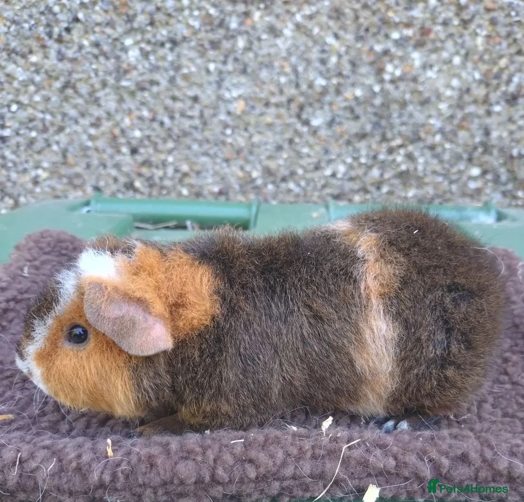 Guinea Pig rodents for sale: Young guinea pigs - Advert 5