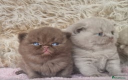 British Shorthair cats for sale: Tica registered British Shorthair kittens Champion - Image 9