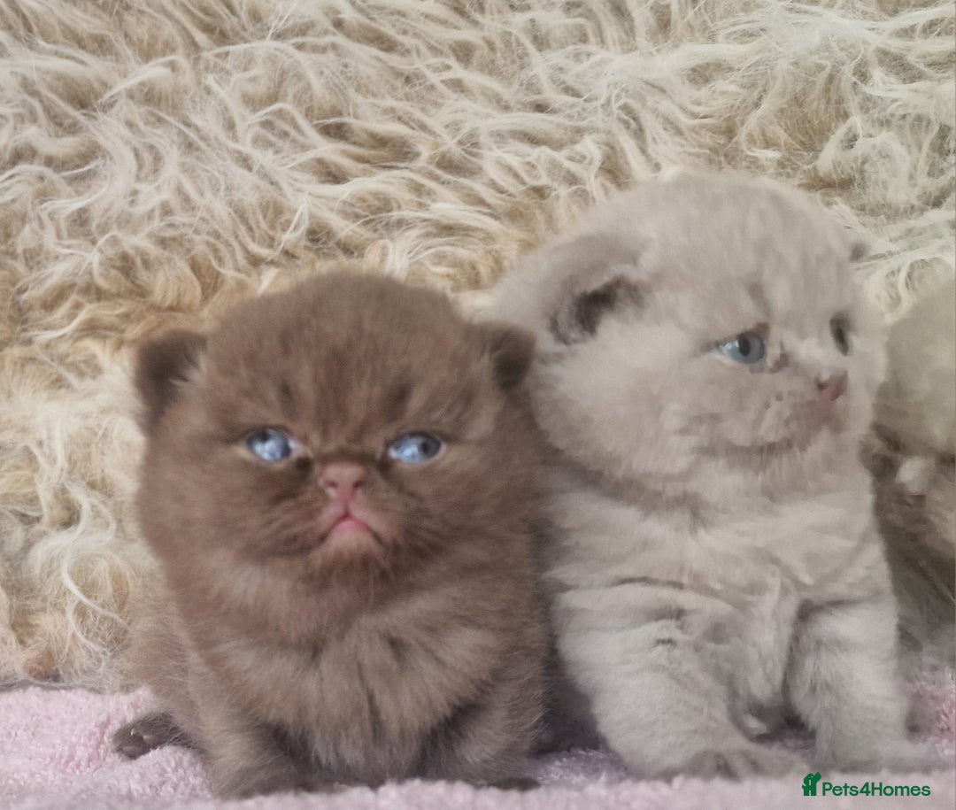 British Shorthair cats for sale: Tica registered British Shorthair kittens Champion - Image 9