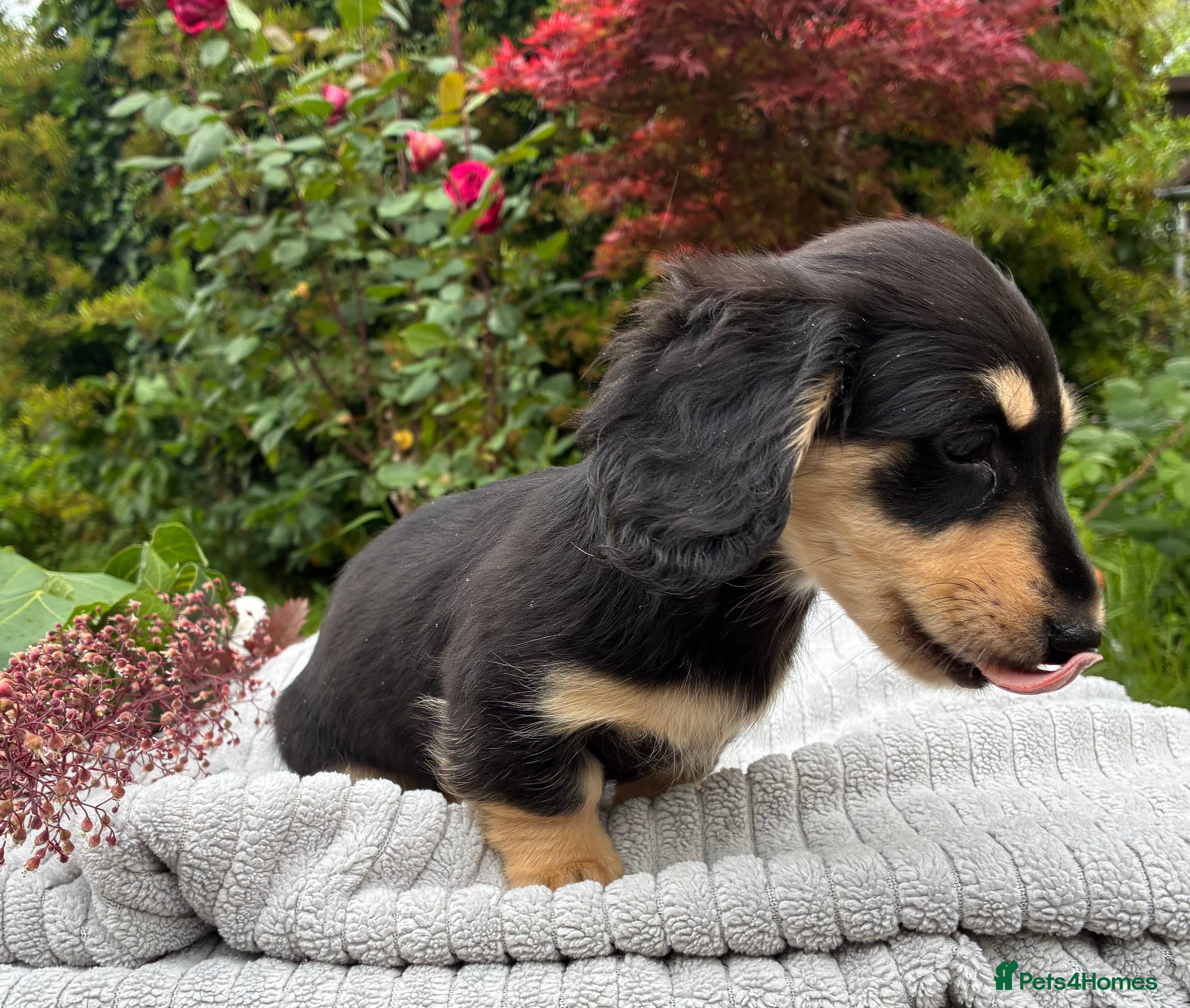 Miniature Dachshund dogs Two female LH MINI DACHSHUND pups PRA CLEAR ,  - Advert 2