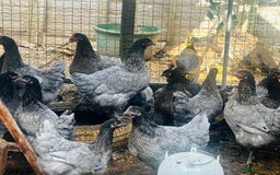 Chickens poultry for sale: Point of Lay Chickens - AVAILABLE NOW - Image 7
