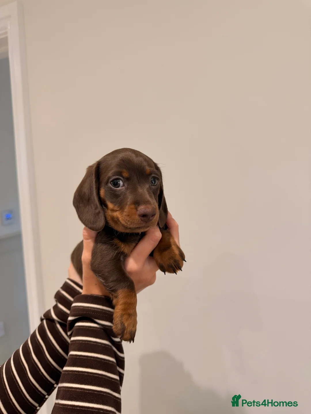 Miniature Dachshund dogs for sale: Miniature Dachshund Girl  - Advert 2