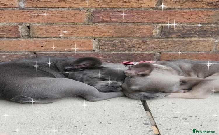 French Bulldog dogs - Advert 2