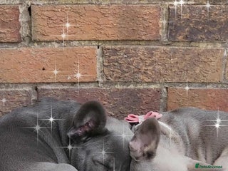 French Bulldog dogs - Advert 1