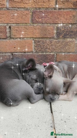 French Bulldog dogs - Advert 2