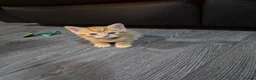 Mixed Breed cats for sale: Beautiful kittens  - Advert 6