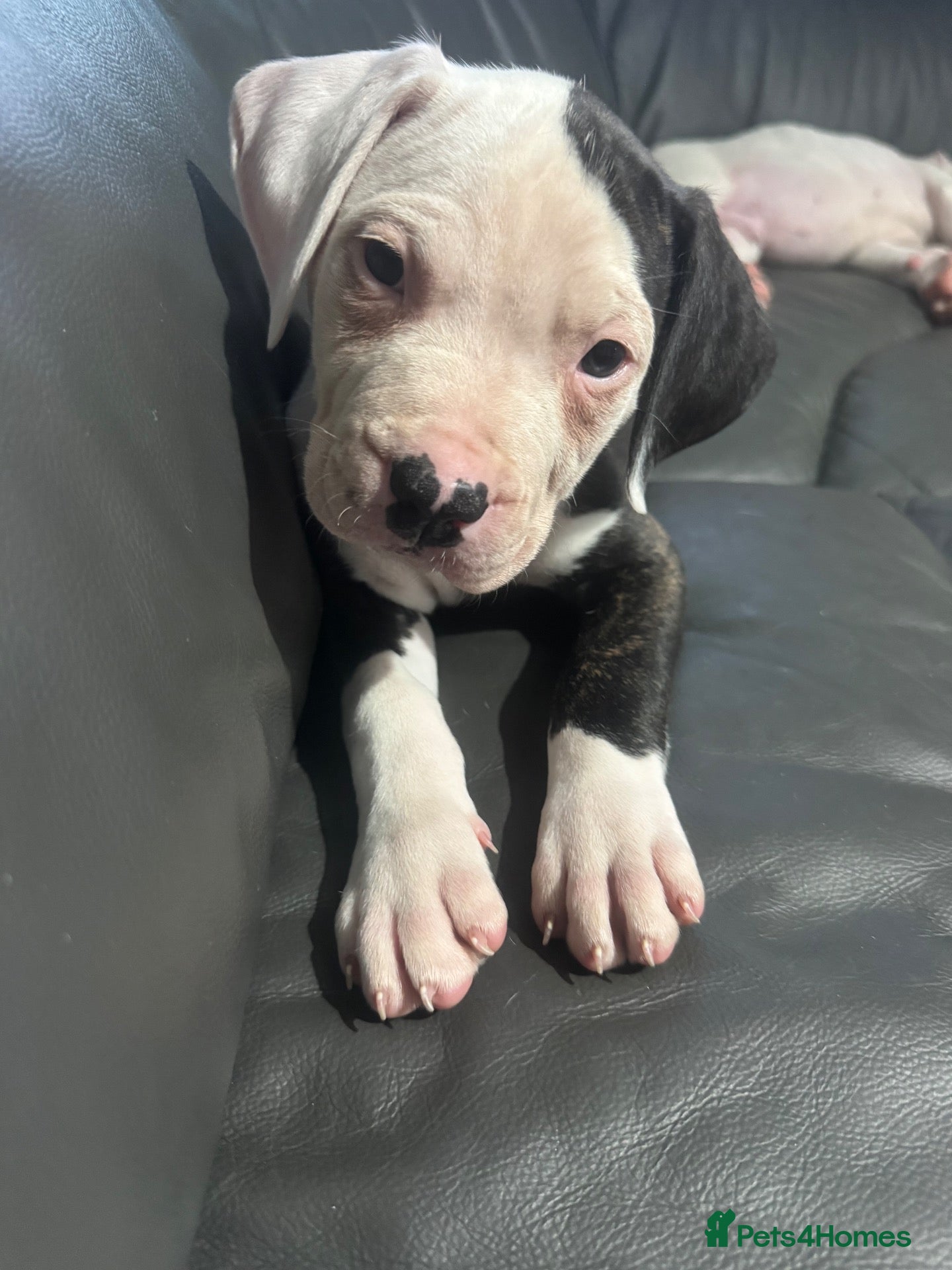 American Bulldog dogs ❤️AMERICAN BULLDOG PUPPIES   1 GIRL LEFT ❤️🐾 - Advert 7