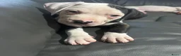 American Bulldog dogs for sale: ❤️AMERICAN BULLDOG PUPPIES   1 GIRL LEFT ❤️🐾 - Advert 4