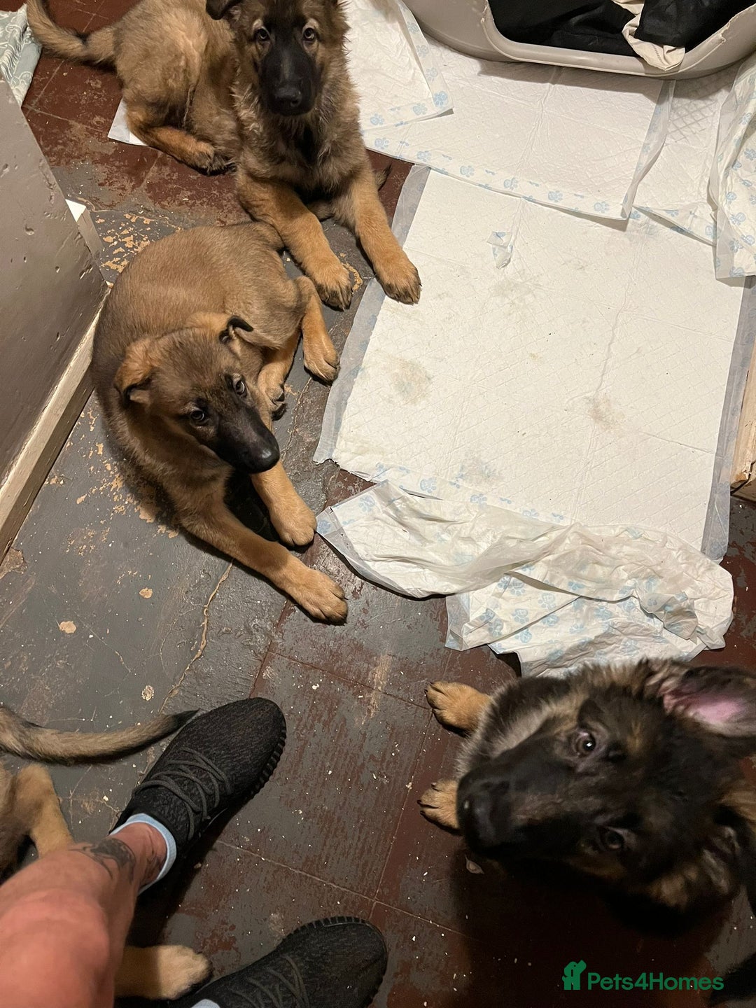 German Shepherd dogs for sale: 3 German Shepard x German Shepard cross dogs  - Image 2