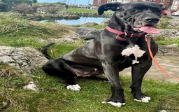 Great Dane dogs for sale: Female Great Dane  - Image 4