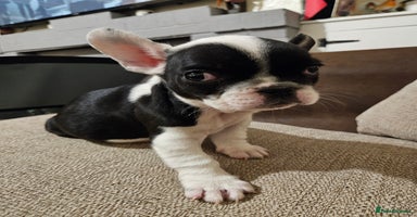 French Bulldog dogs 🩷 2 Female French Bulldog Puppies – 8 Weeks 🩷 - Advert 5