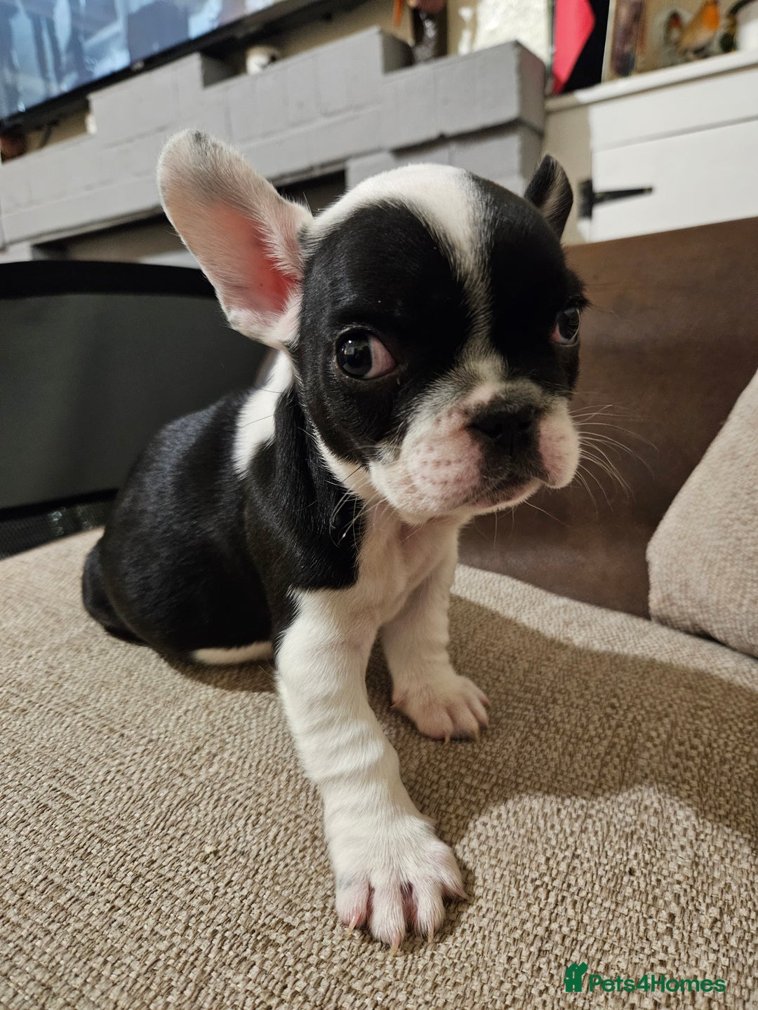 French Bulldog dogs for sale: 🩷 2 Female French Bulldog Puppies – 8 Weeks 🩷 - Advert 2