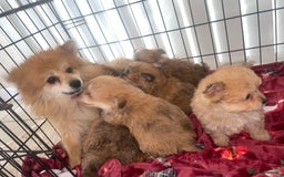 Pomapoo dogs for sale: Pomapoo puppies  - Advert 2