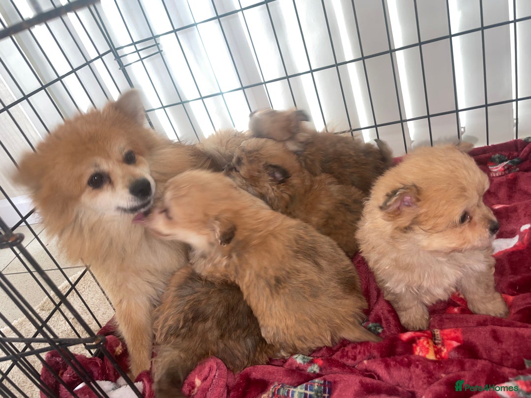 Pomapoo dogs for sale: Pomapoo puppies  - Advert 2