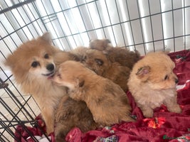 Pomapoo dogs Pomapoo puppies - Advert 4