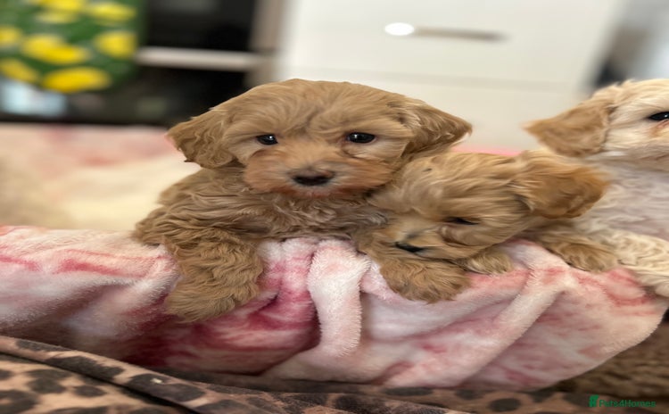 Maltipoo dogs - Advert 2