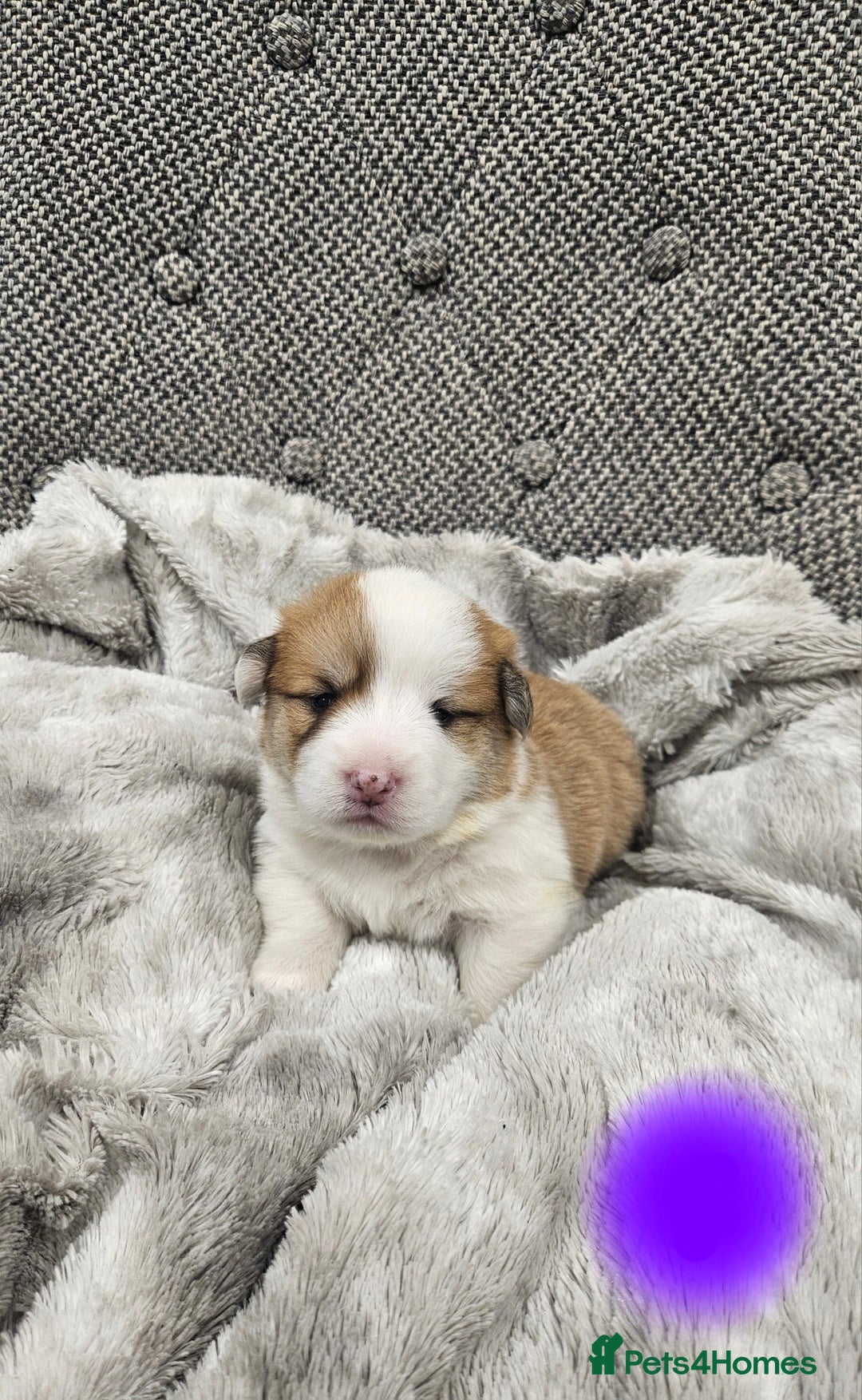 Welsh Corgi Pembroke dogs for sale: welsh Pembroke puppies  - Advert 2