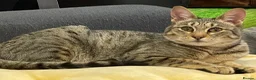 Savannah cats for sale: FULL PEDIGREE SAVANNAH girl KITTEN F5 SBT - Advert 11