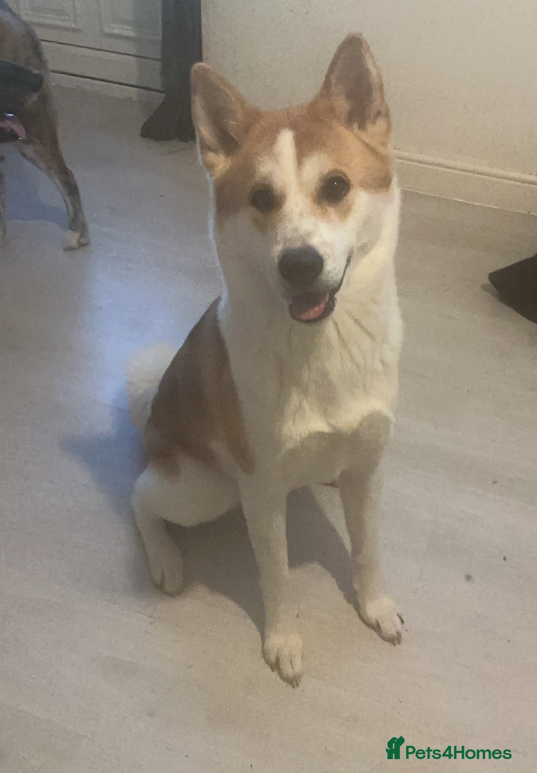 Mixed Breed dogs for sale: 5 Akita x lab puppies - Image 4