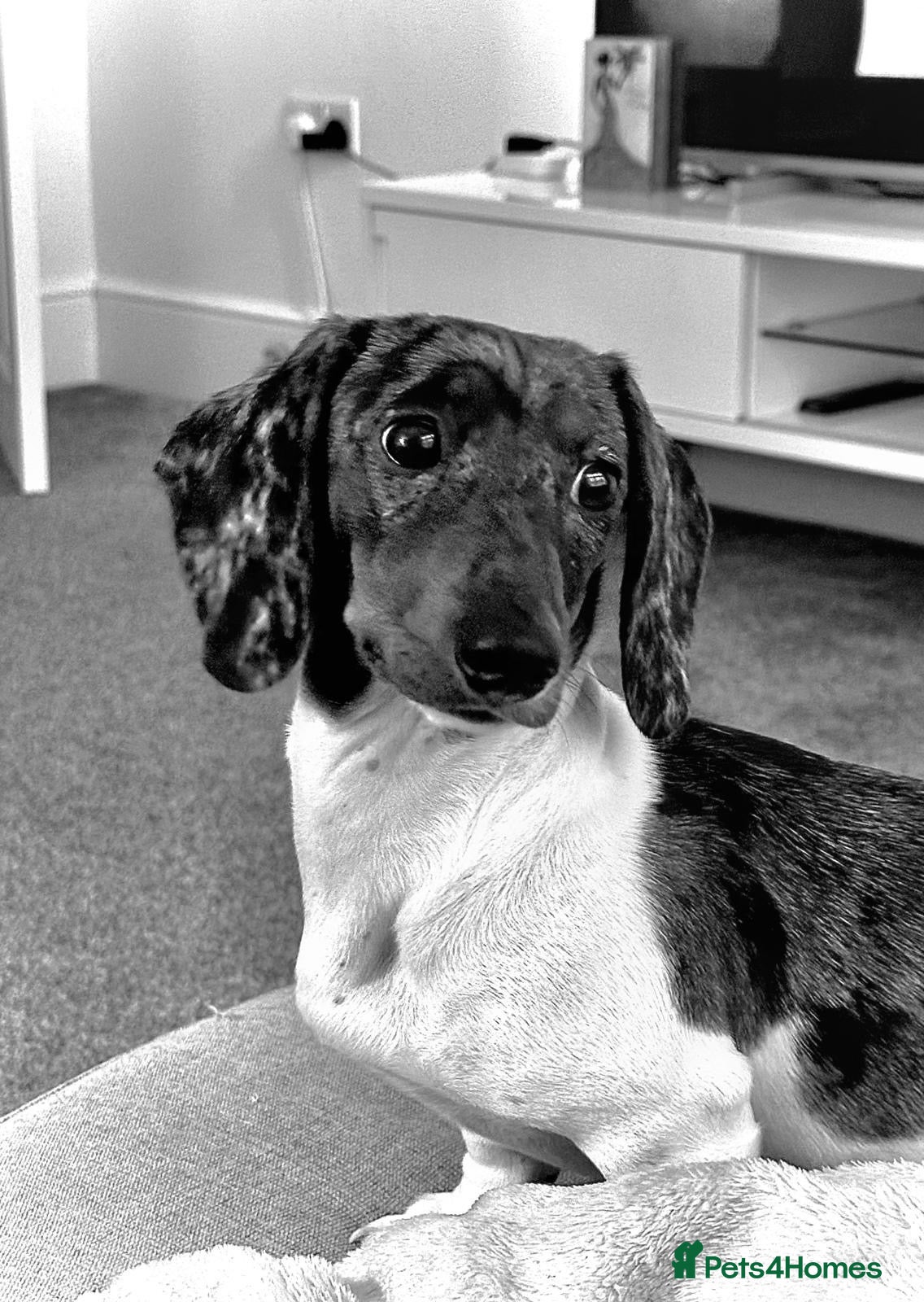 Miniature Dachshund dogs Pedigree miniature dachshund  - Advert 20