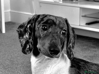 Miniature Dachshund dogs Pedigree miniature dachshund - Advert 1