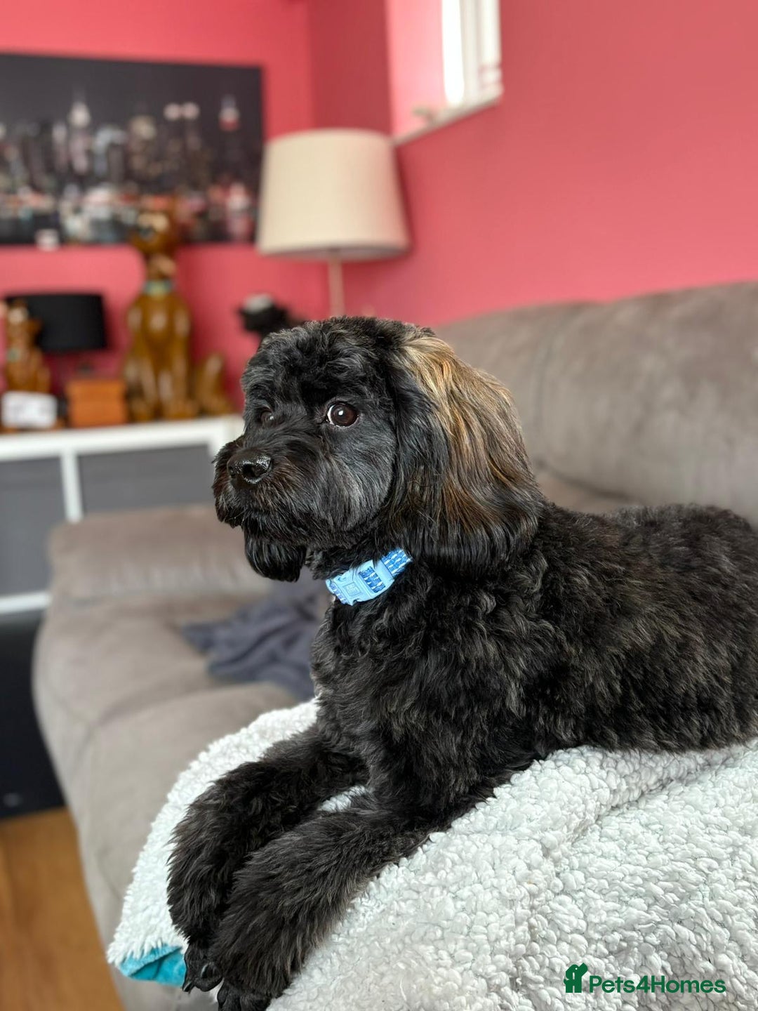 Cavapoo dogs for sale: Extensively Health Tested Cavapoo Pups - List Open - Advert 14