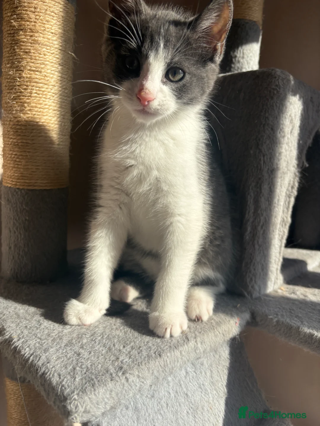 Russian Blue cats for sale: Grey 12 week old kitten - Advert 2