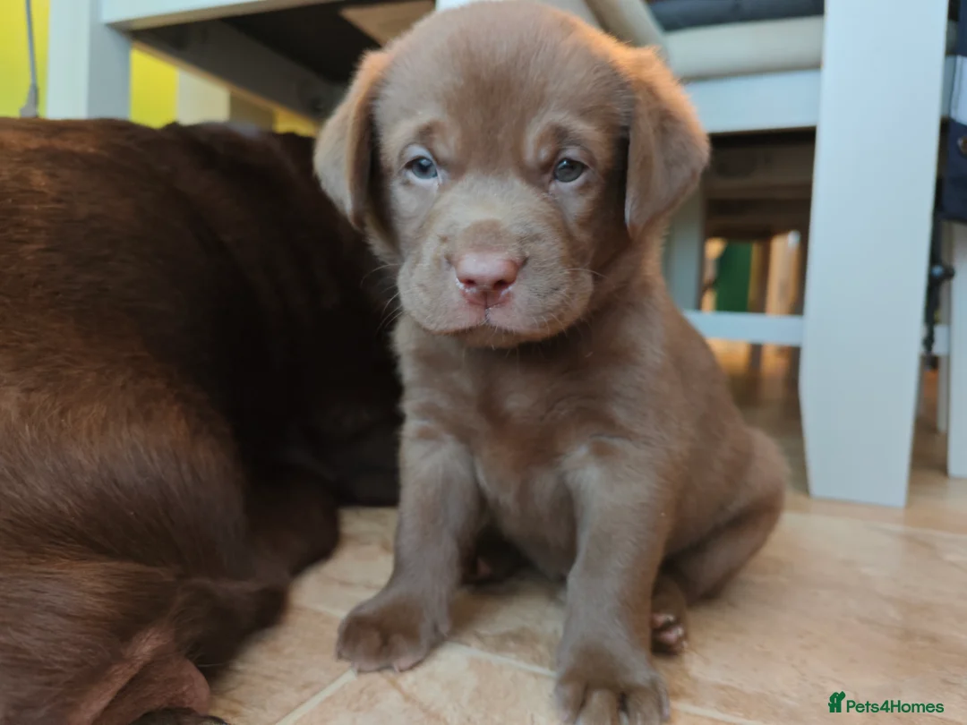 Labrador Retriever dogs for sale: Chocolate Labrador Retriever Puppies-Family Raised - Advert 23