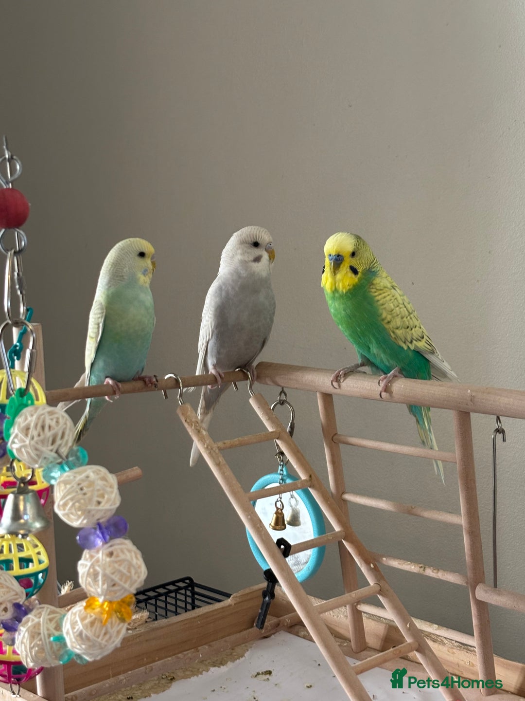 Budgerigars birds for sale: Budgies for sale aviary bred  - Advert 3