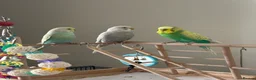 Budgerigars birds for sale: Budgies for sale aviary bred  - Advert 3