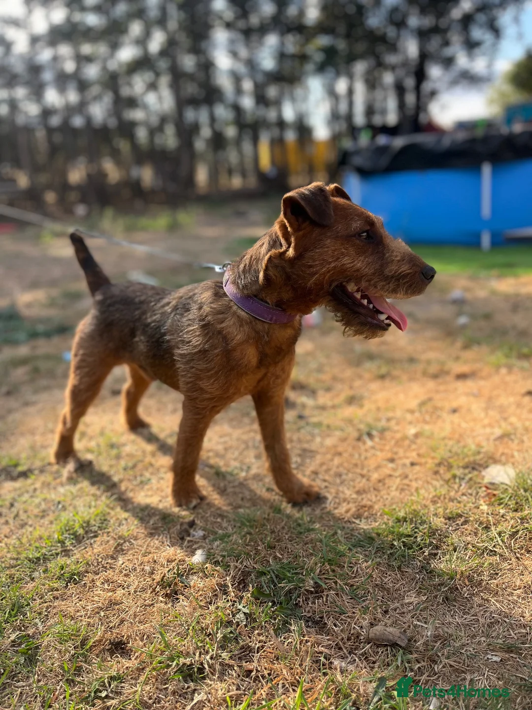 Lakeland Terrier dogs for stud: Red Lakeland for stud  - Advert 7