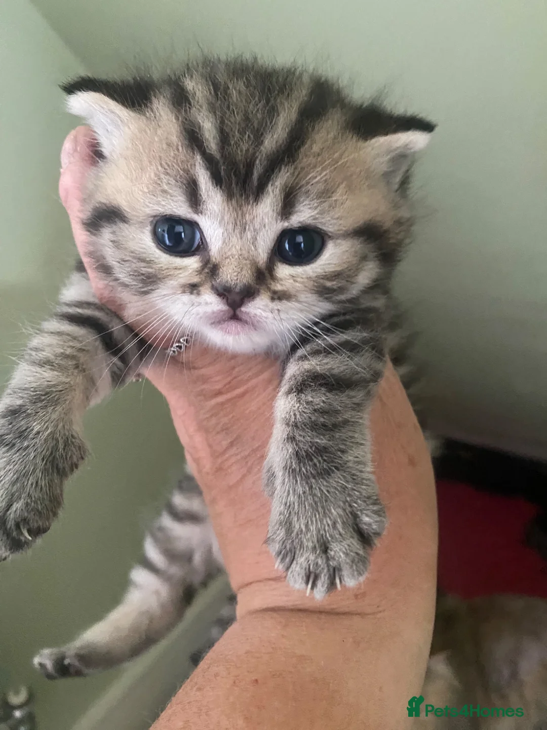 Selkirk Rex cats for sale: Selkirkrex babies - Advert 1