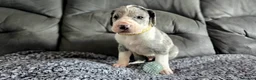 Great Dane dogs for sale: Championship Great Dane Pups  - Advert 2