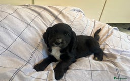 Cocker Spaniel dogs for sale: Cocker spaniel puppies - Image 11