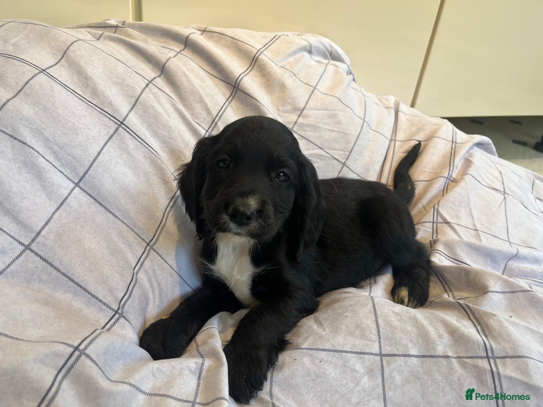 Cocker Spaniel dogs for sale: Cocker spaniel puppies - Image 11