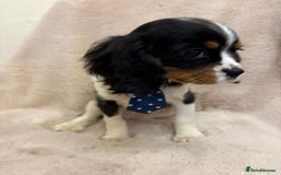 Cavalier King Charles Spaniel dogs for sale: Beautiful Cavalier, King, Charles boy ❤️ - Image 3