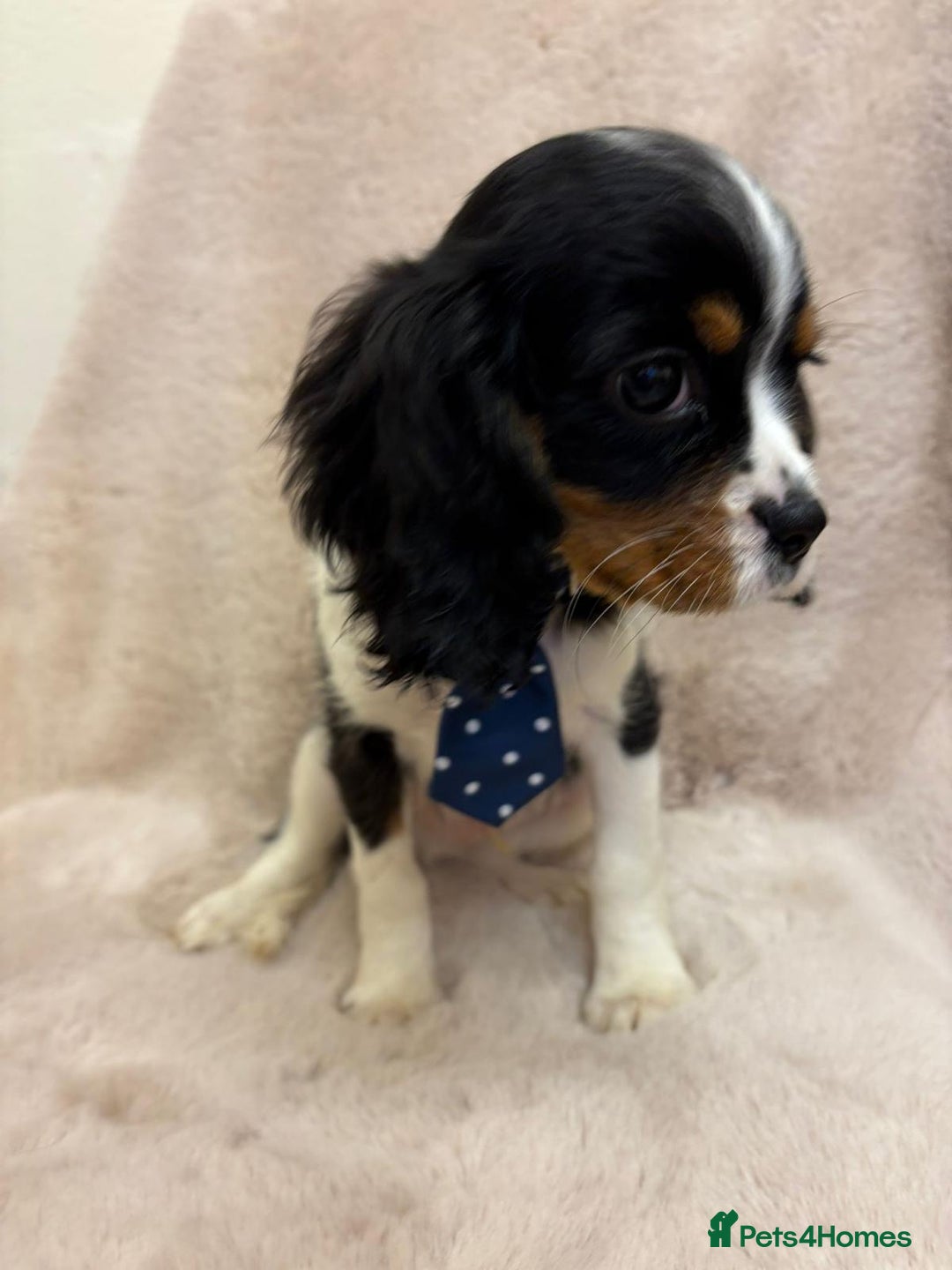 Cavalier King Charles Spaniel dogs for sale: Beautiful Cavalier, King, Charles boy ❤️ - Image 3