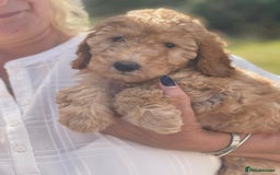 Irish Doodle dogs for sale: Beautiful Irishdoodles - Image 6