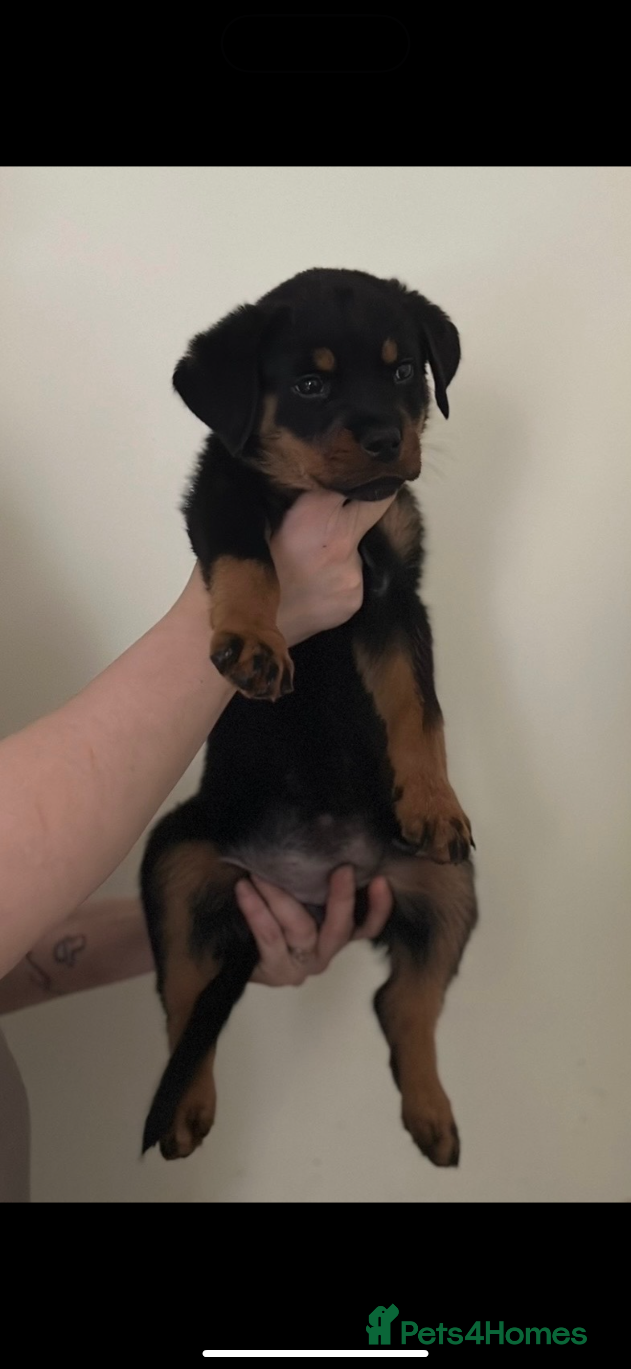Rottweiler dogs 8 week female Rottweiler puppy  - Advert 7