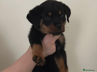 Rottweiler dogs 8 week female Rottweiler puppy - Advert 1