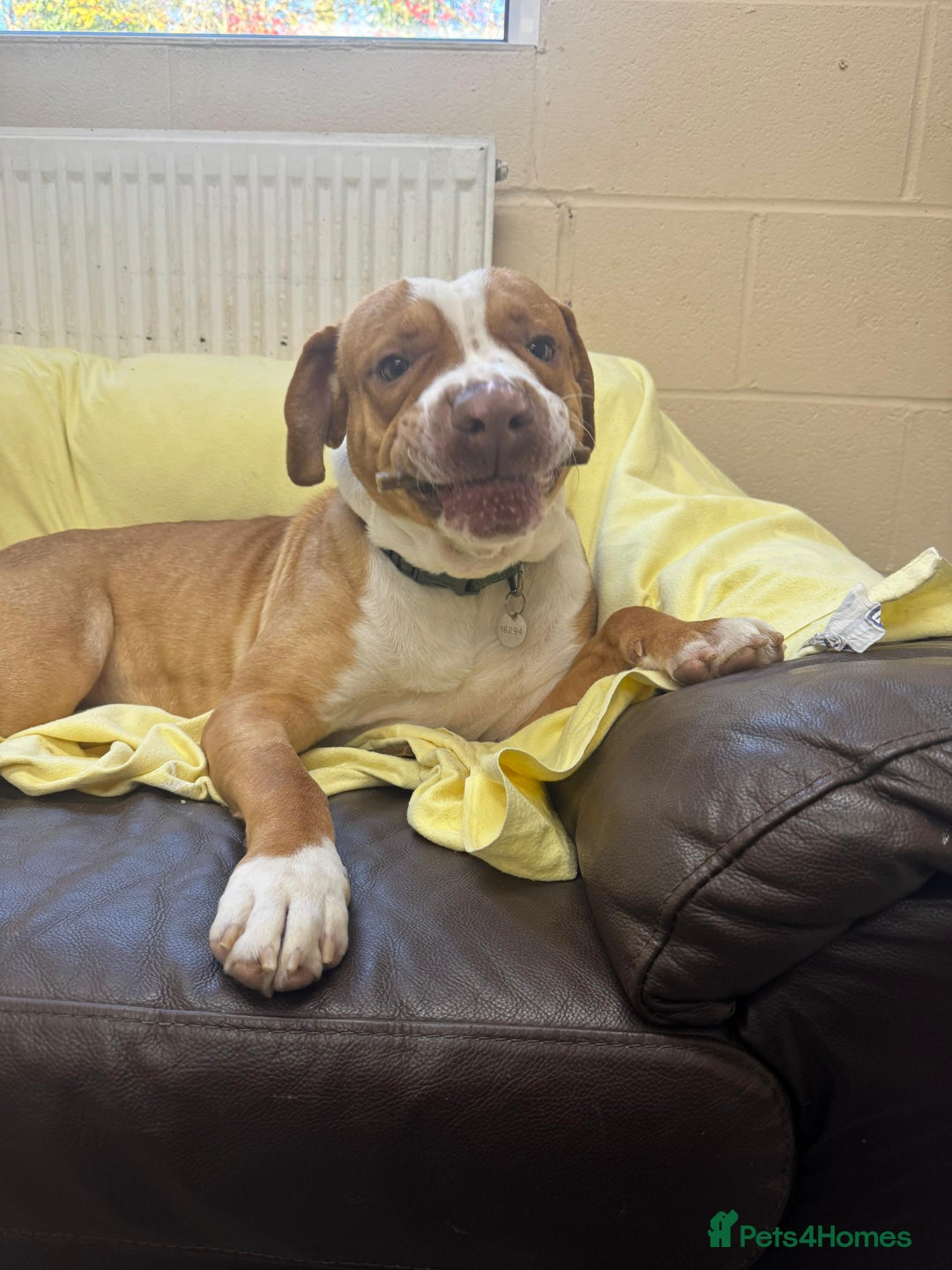 Staffordshire Bull Terrier dogs for adoption: Mortimer - Advert 3