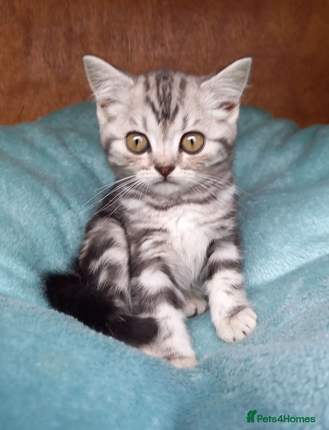 British Shorthair cats for sale: Super GCCF registered kittens  - Advert 2