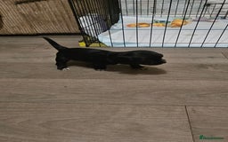 Cocker Spaniel dogs for sale: litter of 6 pedigree cocker spaniel puppies. - Image 12