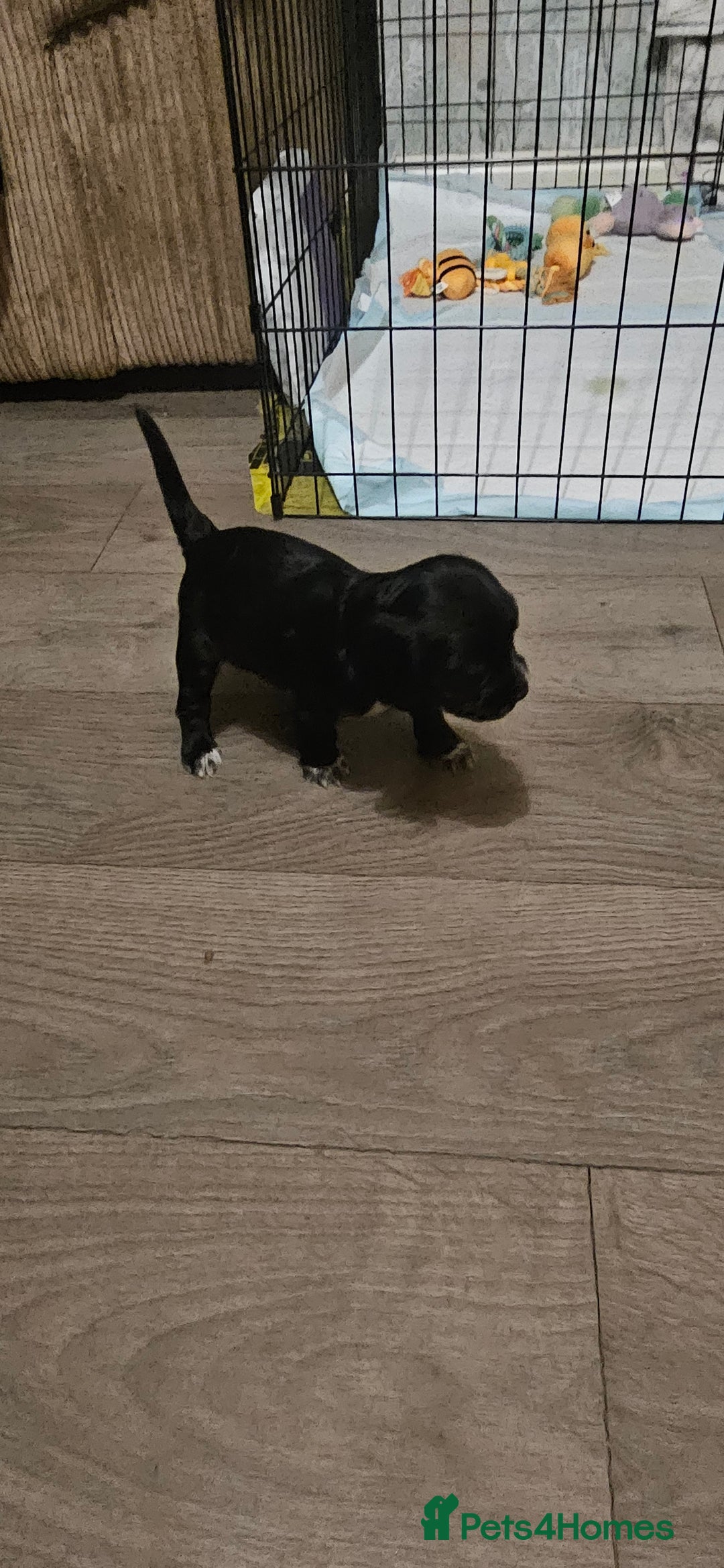 Cocker Spaniel dogs for sale: litter of 6 pedigree cocker spaniel puppies. - Image 12