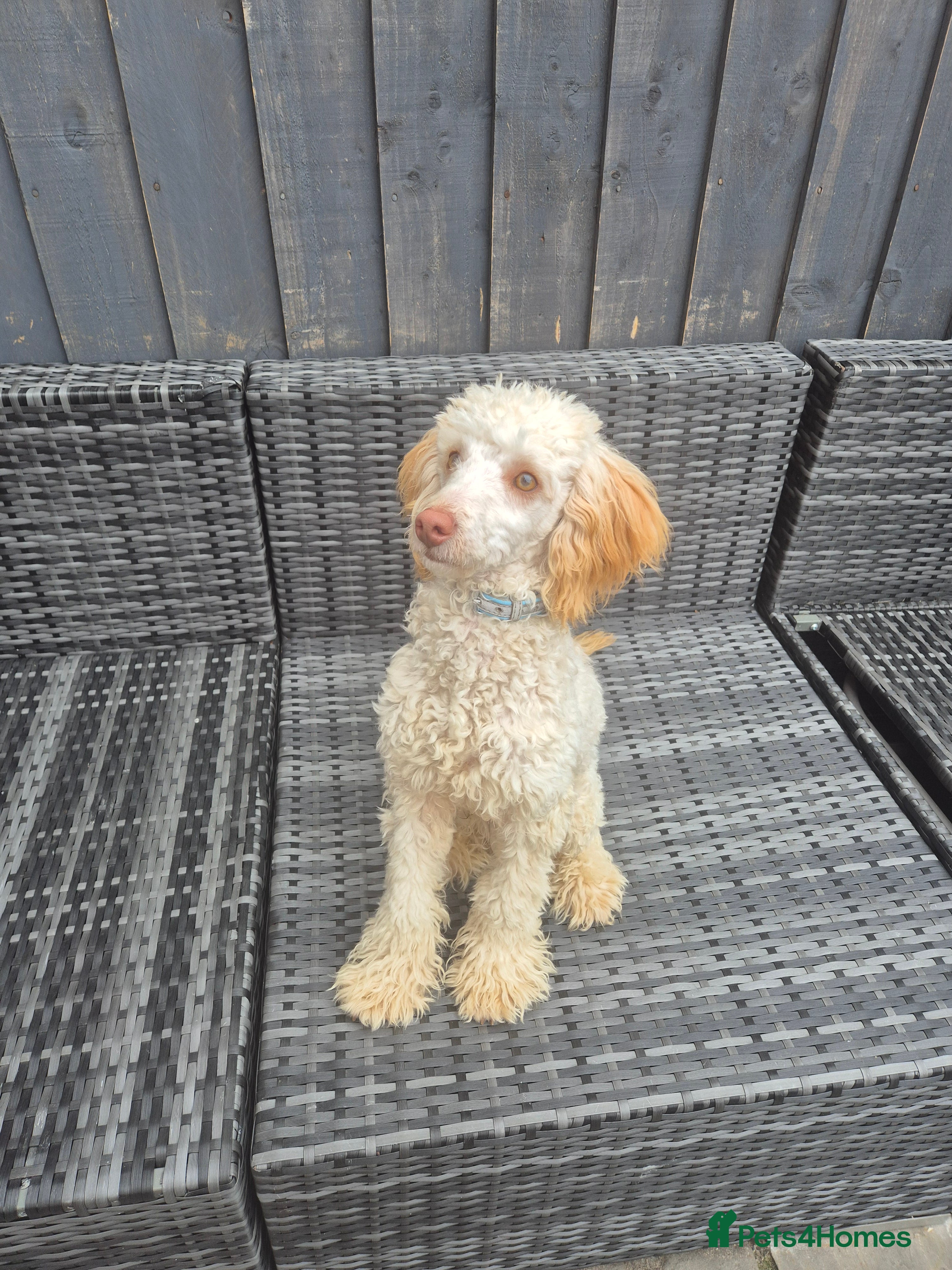Miniature Poodle dogs Billy boy for stud - Advert 16