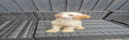 Miniature Poodle dogs for stud: Billy boy for stud - Advert 1