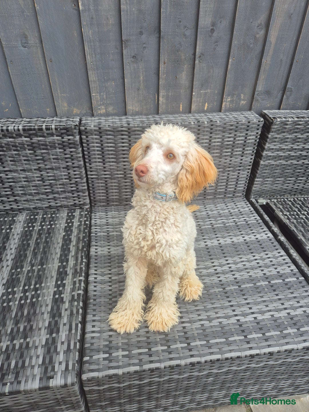 Miniature Poodle dogs for stud: Billy boy for stud - Advert 1