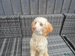 Miniature Poodle dogs Billy boy for stud - Advert 24