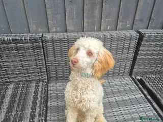 Miniature Poodle dogs Billy boy for stud - Advert 1