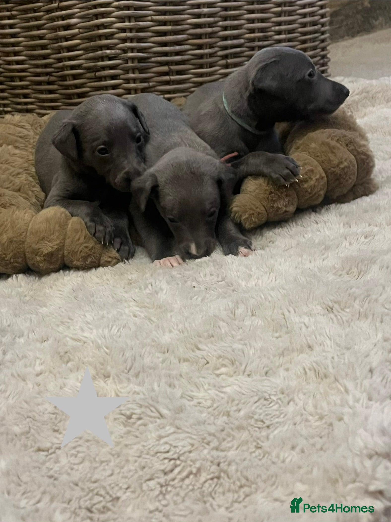 Whippet dogs Stunning KC registered solid blue whippet puppies - Advert 2